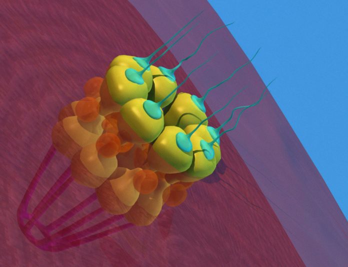 Targeting NPCs: A New Approach to Combating Blood Cancers