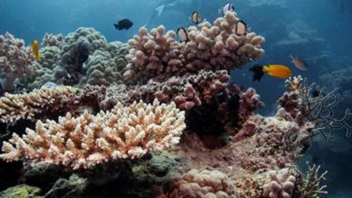 Great Barrier Reef endangered by hottest oceans in 400 years, study finds