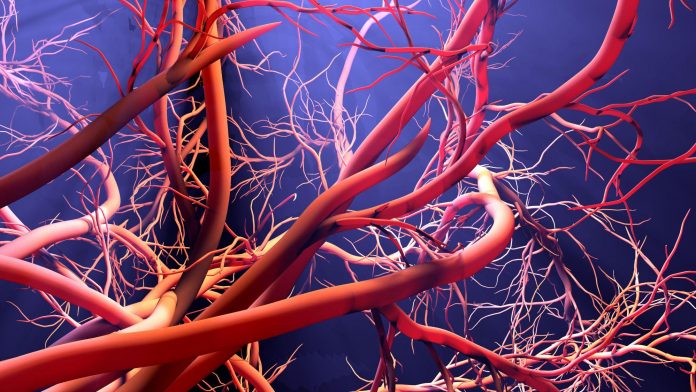 Age-Related Cognitive Decline Linked to Blood Vessel Health