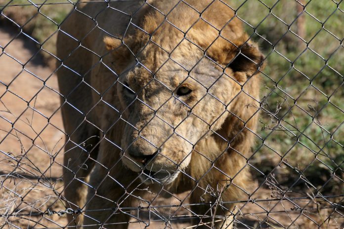 Captive Beasts, Stolen Bones: Exposing the Cruel Trade of Captive Lions