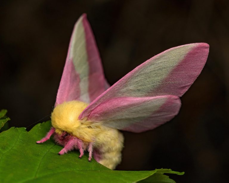 How Moths Time Their Evolution With Genetic Clockwork