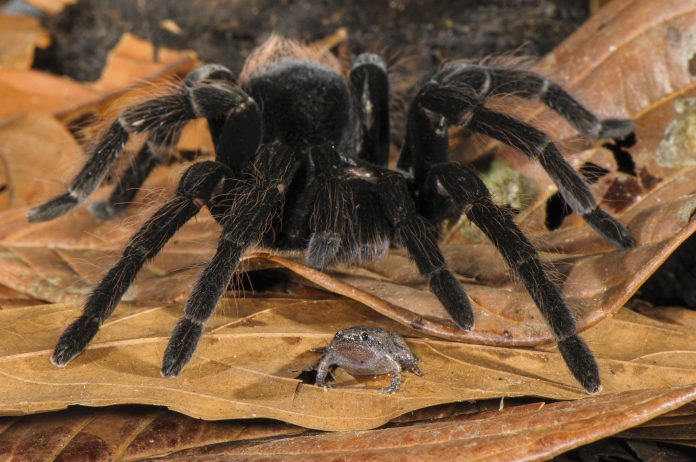 The Unexpected Secret Lives of Tarantulas: Friendly Alliances With Amphibians, Reptiles, and Army Ants