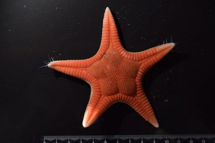 The First in Over 50 Years: Scientists Discover Stunning New Species of Starfish in Japan