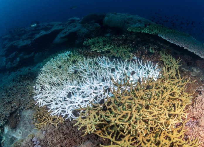 Secrets of the Great Barrier Reef: How Corals Fight Back Against Warming Seas