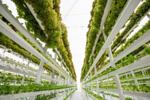 Feeding the Future: How Vertical Farming Could Transform Food Production