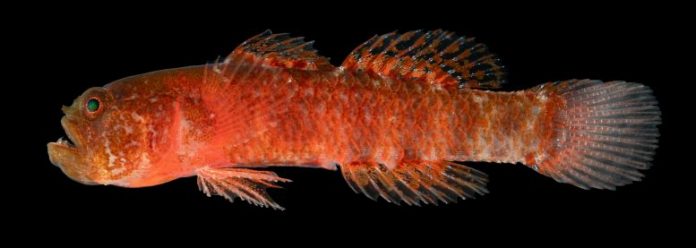 Scientists Discover “Grumpy” New Fish Species in the Red Sea