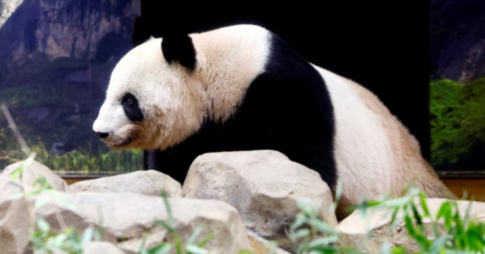 Japan’s beloved panda couple return home after heartfelt farewell, Asia News